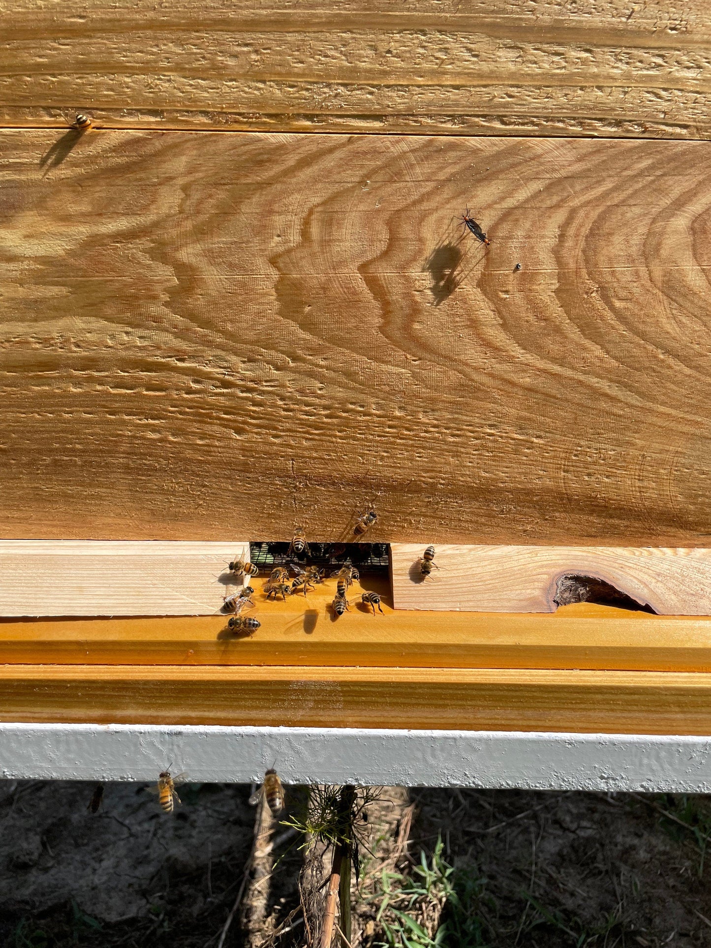 All Natural Raw Unfiltered Honey The Lady May