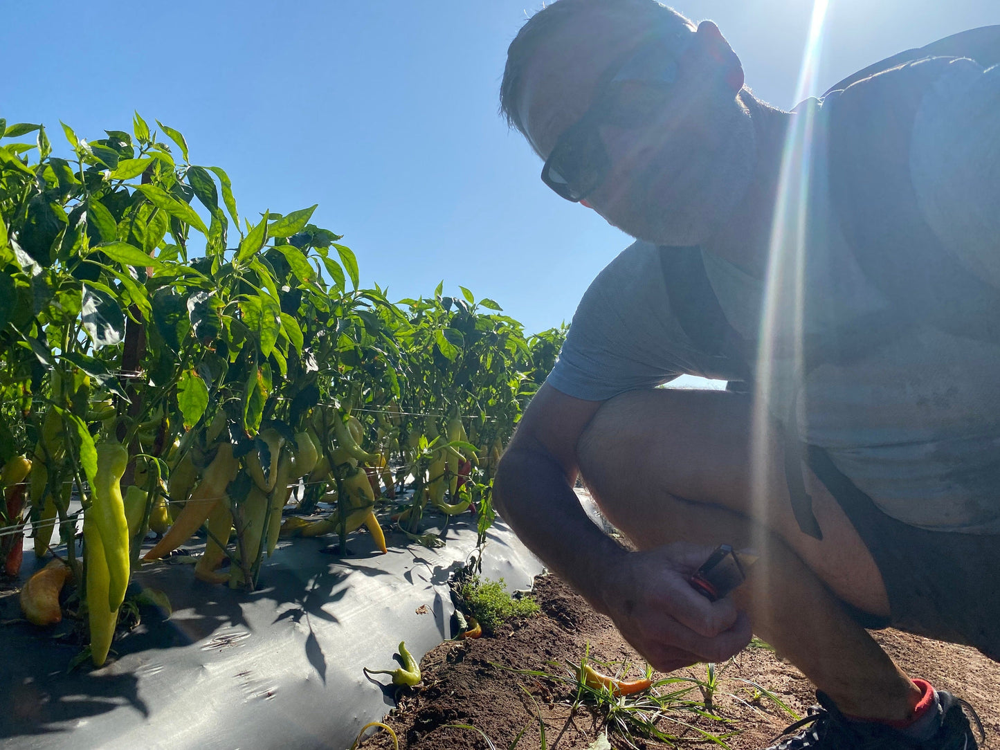 Red Pepper Jelly The Lady May