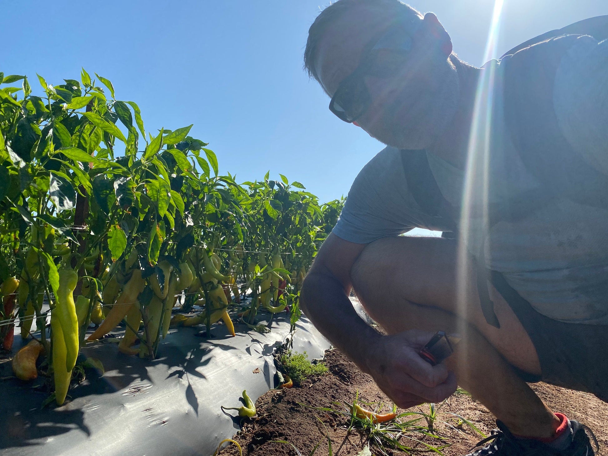 Red Pepper Jelly The Lady May