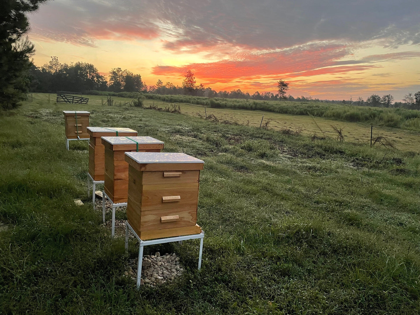 Mississippi Hot Honey The Lady May