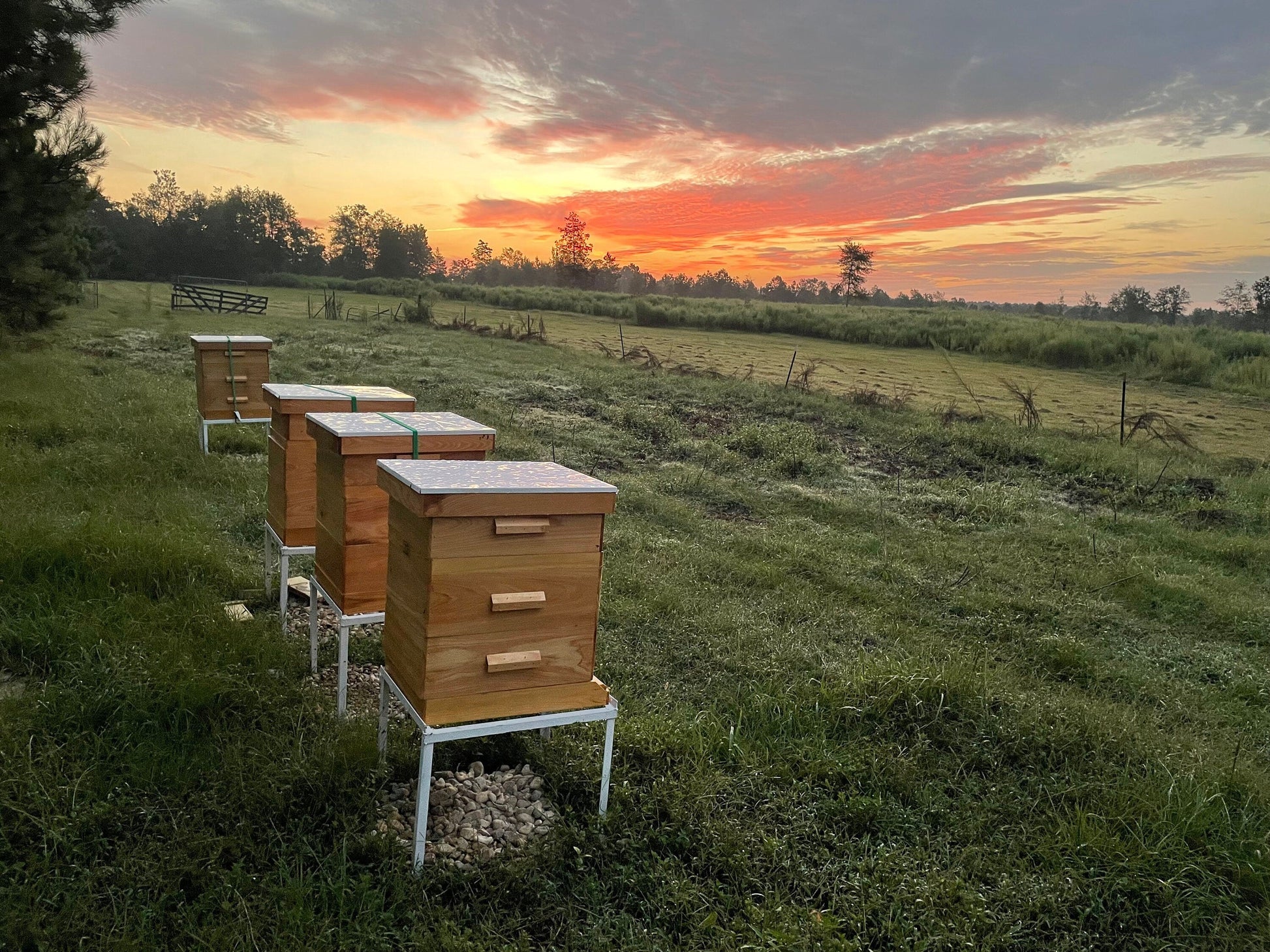 Mississippi Hot Honey The Lady May