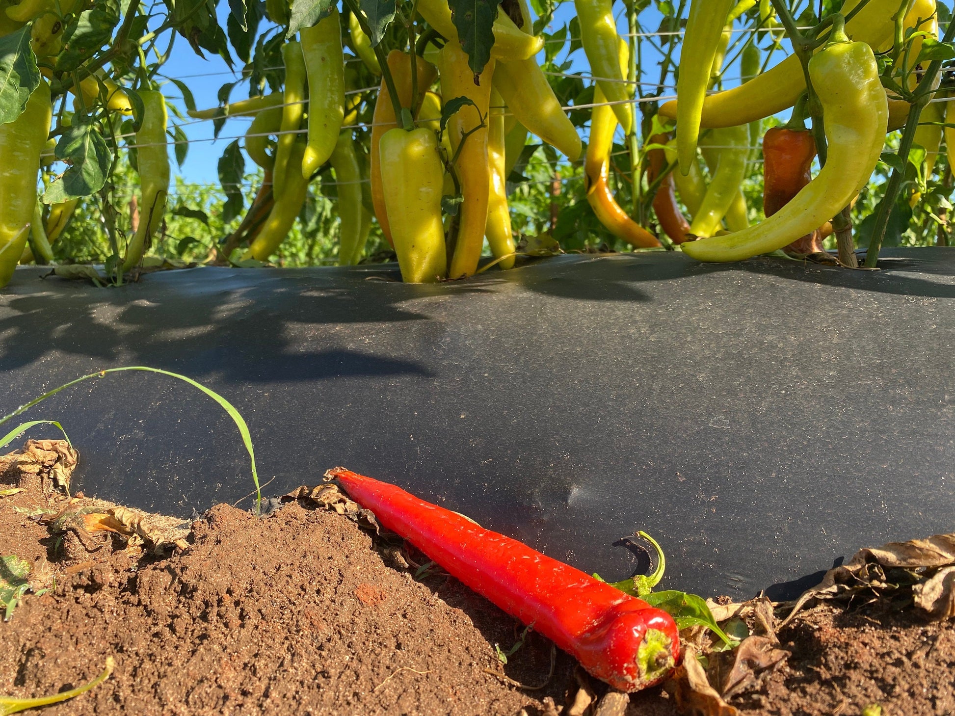 Red Pepper Jelly The Lady May